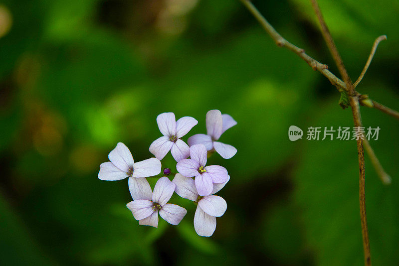 珊瑚根苦菜或珊瑚根(Cardamine bulbifera)花头从上面看